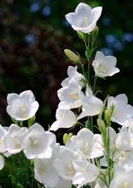 Campanula Persicifolia Alba Peach Leaved Bellflower Campanula Flowers Campanula Bellflower Flower