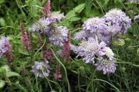 Purple pom pom flowers name. Scabiosa Plants How To Grow A Pincushion Flower