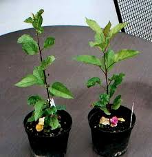 Es wäre schön, wenn ihr mir noch genauers sagt und ein paar tipps wären auch nicht schlecht. Wie Einen Apfelbaum Pflanzen Samen Anzucht Vermehrung Green24 Pflanzen Garten Forum