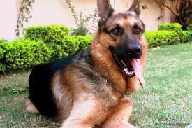 We did not find results for: German Shepherd General Lounge Pakwheels Forums
