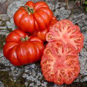 New For Spring 2015 Costoluto Fiorentino Tomato Growing Organic Tomatoes Heirloom Tomato Plants Organic Tomatoes
