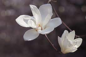 Image Result For Magnolia Magnolia Flower Flower Meanings Magnolia Tattoo