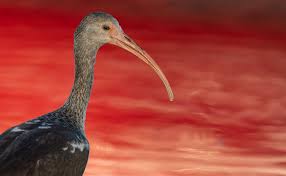 Image result for Ibis White 2017 Q1