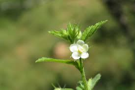 Image result for Hibiscus micranthus