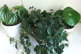 Image result for Peperomia molleri