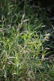 Image result for Persicaria decipiens