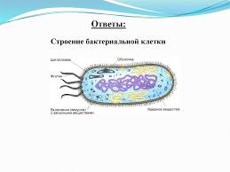 бактерии кроссворд по биологии 5 класс с вопросами и ответами Stroenie I Zhiznedeyatelnost Bakterij Online Presentation