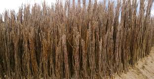 Meyve fidanı dikimi, aşılı fidan nasıl dikilir, fidan nasıl dikilir, fidan ne zaman dikilir, tüplü fidan ne demektir. Ceviz Fidani Dikimi Ve Bakimi Nasil Yapilir Can Ceviz Fidancilik