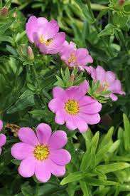 Image result for Portulaca foliosa