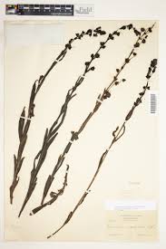 Image result for Gerardiina angolensis