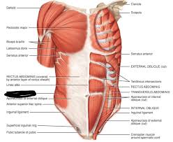 The lower part, which connects your lower ribs to the upper part of your hip bone. External Oblique Attach To Rib Biol 235 Chapter 11 Muscular Anatomy Flashcards Course Muscle Anatomy Skeletal Muscle Anatomy Anatomy Flashcards