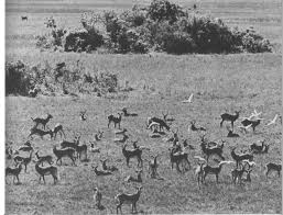 Image result for Panicum chambeshii