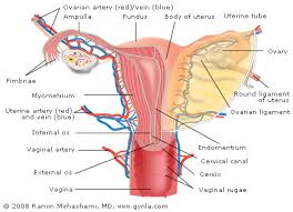 Early menopause due to cancer treatment can be a shock, and might feel physically and emotionally overwhelming. Endometrial Uterine Cancer And What You Need To Know Gynla