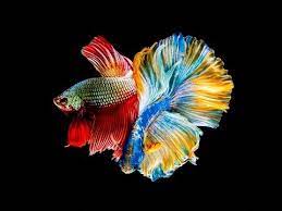 All 12 Colors Of Betta Fish Are Shown In This Video Select Your Most Favourite Colour Youtube Betta Fish Betta Pretty Fish