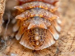 Image result for Pseudeminia