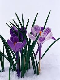 Crocuses In Snow Photographic Print Darrell Gulin Art Com In 2021 Winter Flowers Spring Flowers Crocus Flower