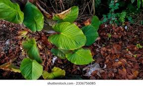 Image result for Araceae