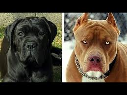 Cane Corso Vs Pitbull Dog Facts And Comparison