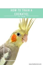 Cockatiel Birds You Can Have As Pets How To Train A Cockatiel To Talk The Diy Nerd Cockatiels Can Make Great Pets And Teaching Them To Talk Can Be A Great Way Best Pet Birds Cockatiel Pet Birds
