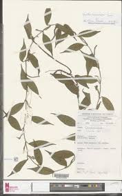 Image result for Zeuxine stammleri