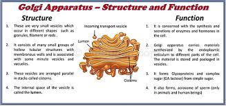 Maybe you would like to learn more about one of these? Golgi Body Function And Structure