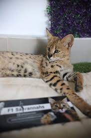 10 risks of having a serval cat. Savannah Cat Breeders