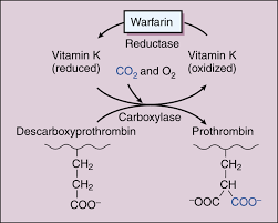 Warfarin is an anticoagulant medicine that is used to forestall thrombosis ( coagulums ) and intercalation in many upsets. Anticoagulant Antiplatelet And Fibronolytic Drugs Basicmedical Key
