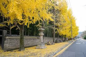 Photo Of The Day A Splash Of Color In Kyoto Photo Color Splash Autumn Trees