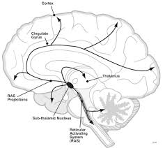 Parison of the regions of bold activity in the lower. Ras Brainstem Wiki