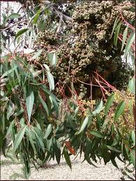 Image result for Eucalyptus cloeziana