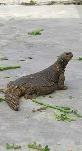 Biawak adalah sebangsa kadal berukuran menengah dan besar yang tersebar di daerah beriklim panas dan tropis afrika, asia, dan australia. Biawak Padang Pasir Ini Bukan Dhab Sinai Terengganu Facebook