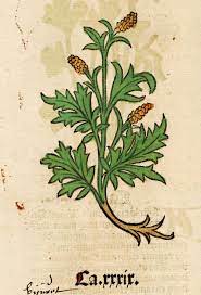 The Herb Pantagruelion