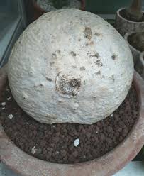 Image result for Raphionacme procumbens