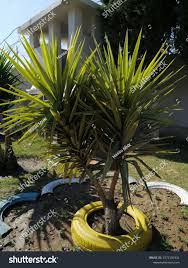 Image result for yucca gigantea en casa