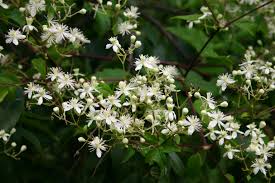 Image result for Clematis villosa