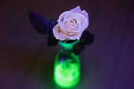 In the morning, after they have absorbed the fluorescent dye, they'll glow in the dark when exposed to nurdrage offers up an especially nerdy valentine's day present: Glow In The Dark Flower Diy For Beginners Kiwico