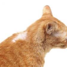 Hair loss in cats, or cat alopecia, is a common problem for felines. Why Does My Cat Have Patches Of Hair Missing Causes Of Bald Spots On Cats