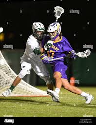 Image result for Pachylobus osika