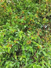 Image result for Ochna