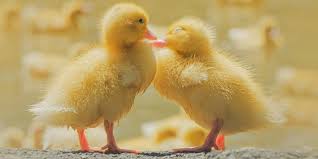 While we think of them eating mainly weeds, waterside. 293 Names For Your Pet Duck Farmhouse Guide