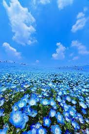Also, you can make changes to your wallpapers, edit for your custom needs and resize them. Flowers Amazing Blue View Skyblue Sky Blue Flowers Amazing View Beautiful Landscapes Nature Pictures Nature Photography