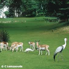 A seulement 60 minutes de paris, découvrez en toute saison 2 parcs boisés de plus les parcs zoologiques lumigny c'est aussi une équipe pédagogique (des gouters commentés, des points de rencontre et d'informations), du ludique (un circuit en train de 20 minutes. Parc Animalier Et Botanique De Cleres Parcs Animaliers Haute Normandie