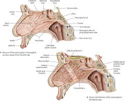 A diagram of the lateral wall of the nasal cavity, showing the position of the air sinuses. Nasal Cavity Nose Atlas Of Anatomy