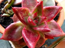 Remember to like and subscribe if you want to see more! Echeveria Echeveria Agavoides Roja A Photo By Paloma Col On Flickr Echeveria Planting Succulents Plants