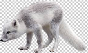 Holidaypng provides you with hq arctic hare transparent images, icons, and vectors. Arctic Hare Png Free Arctic Hare Png Transparent Images 87681 Pngio