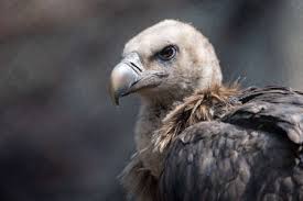 A lone himalayan griffon vulture on a conifer tree top scouting for potential scavenging areas. Himalayan Griffon Vulture Lizenzfreie Stockfotos Und Bilder Stocklib