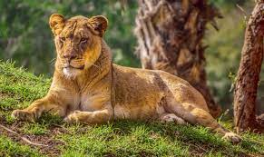 Lioness Female Lion Lion Photography Lioness