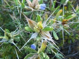 Image result for Blepharis involucrata