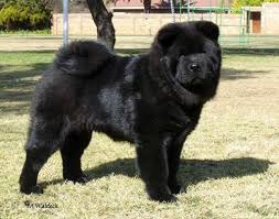 Big Black And White Fluffy Dog Smooth Black Chow Chow Chow Chow Puppy Black Chow Chow Chow Chow