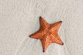 Maybe you would like to learn more about one of these? Meet The Chocolate Chip Starfish And Its Unusual Relatives